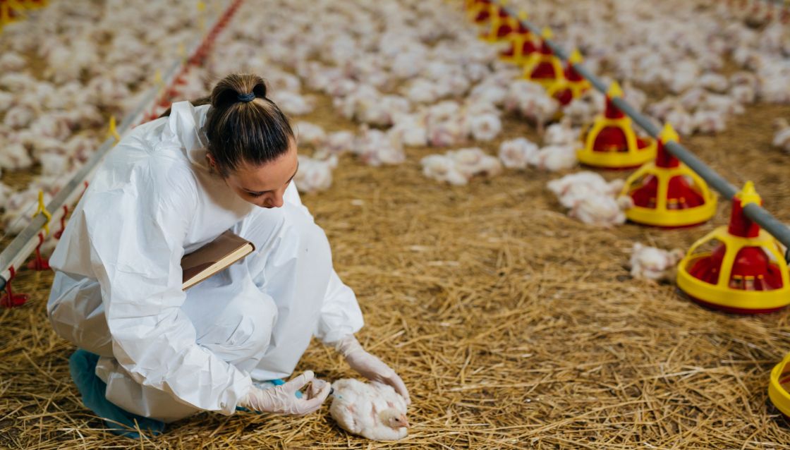 venta de pollos de engorde